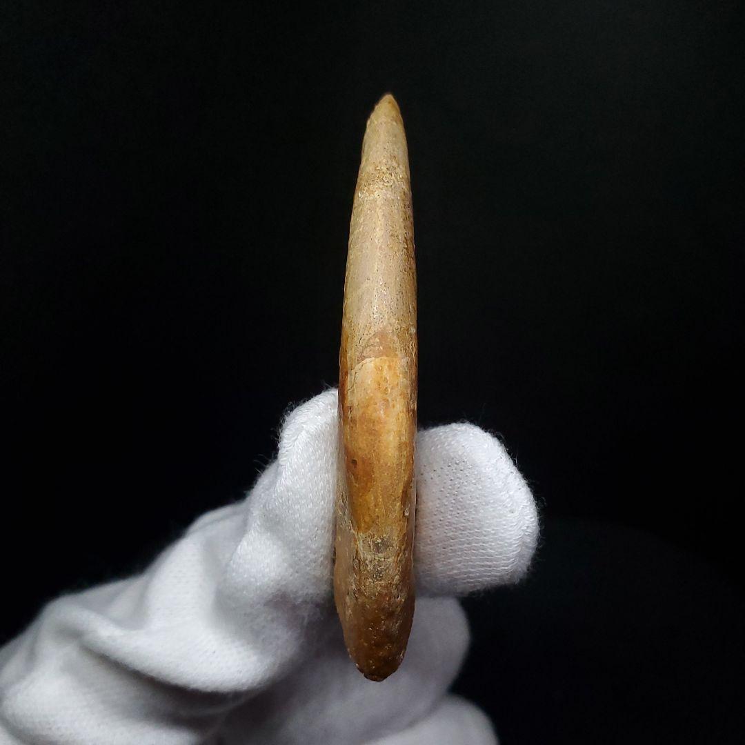 博物館級 アランカ 翼竜 爪 化石 本物 モロッコ産 61.84mm fr67