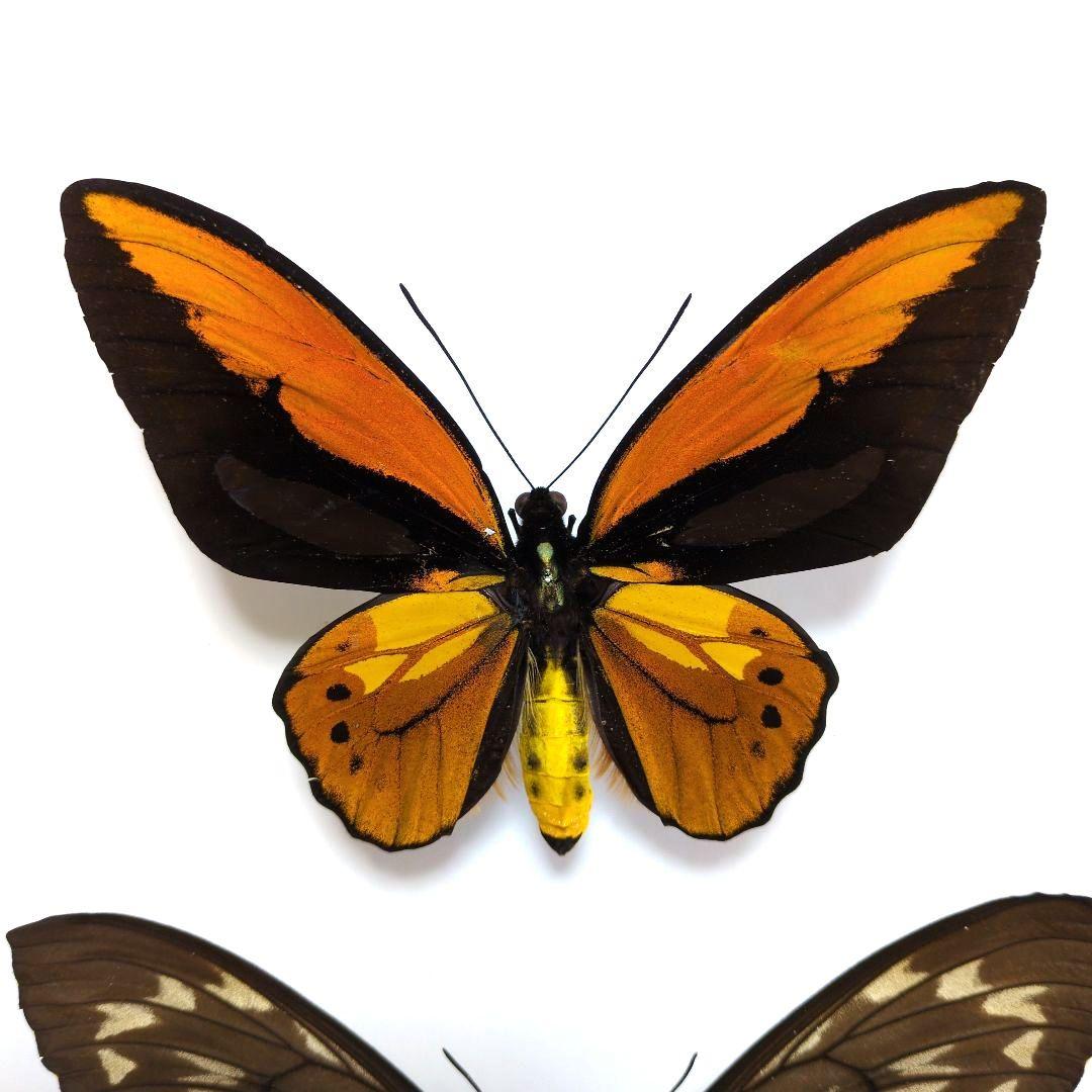 蝶標本 アカメガネトリバネアゲハ ペア - メルカリ