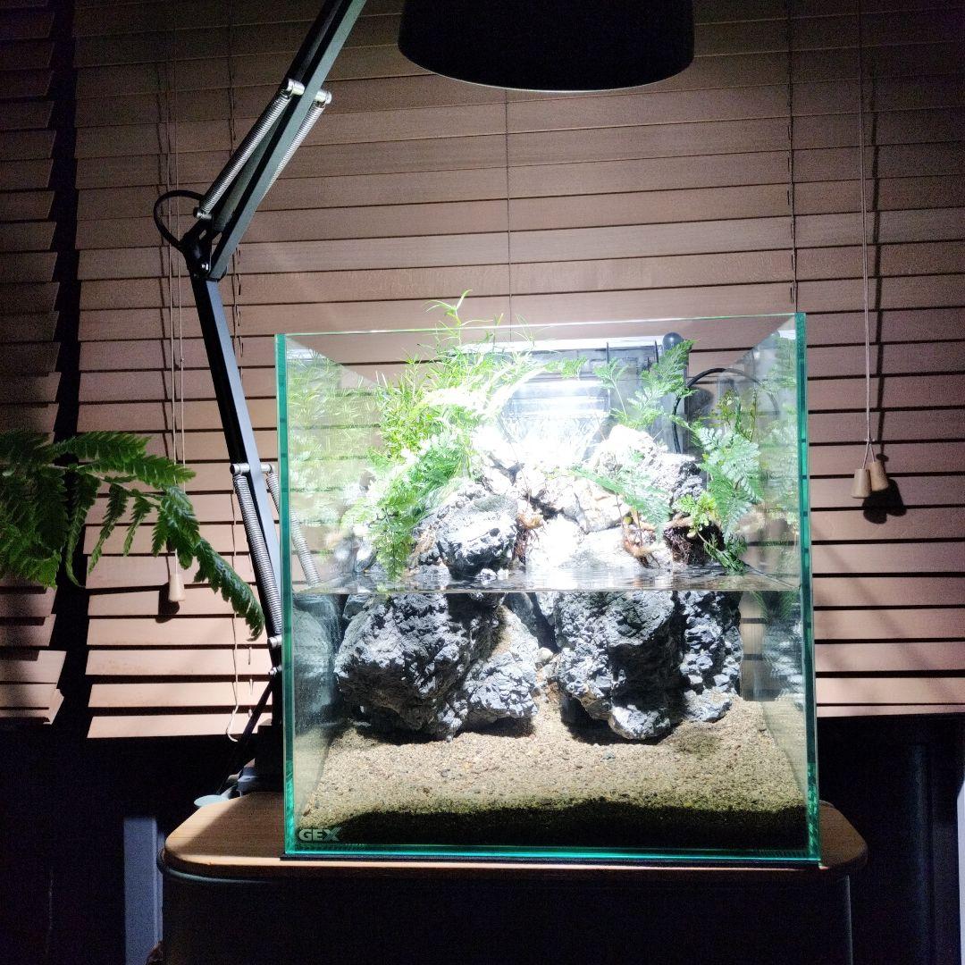 アクアテラリウム完成品】滝のあるテラリウム パルダリウム アクアリウム