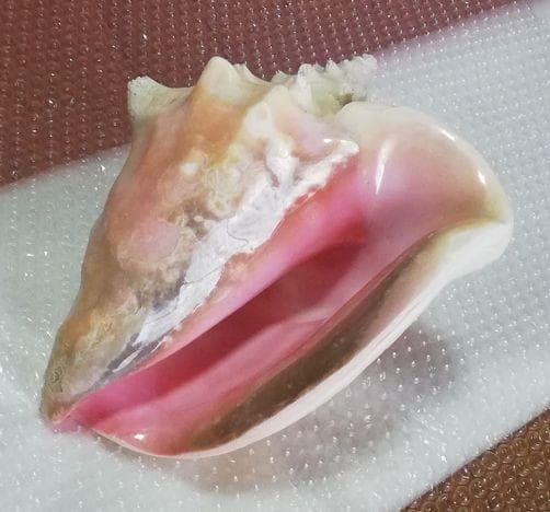 ピンク法螺貝ピンクコンクシェル