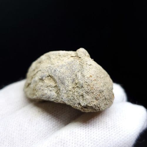 希少 ティラノサウルス 化石 骨 本物 アメリカ産 38.86mm tb93