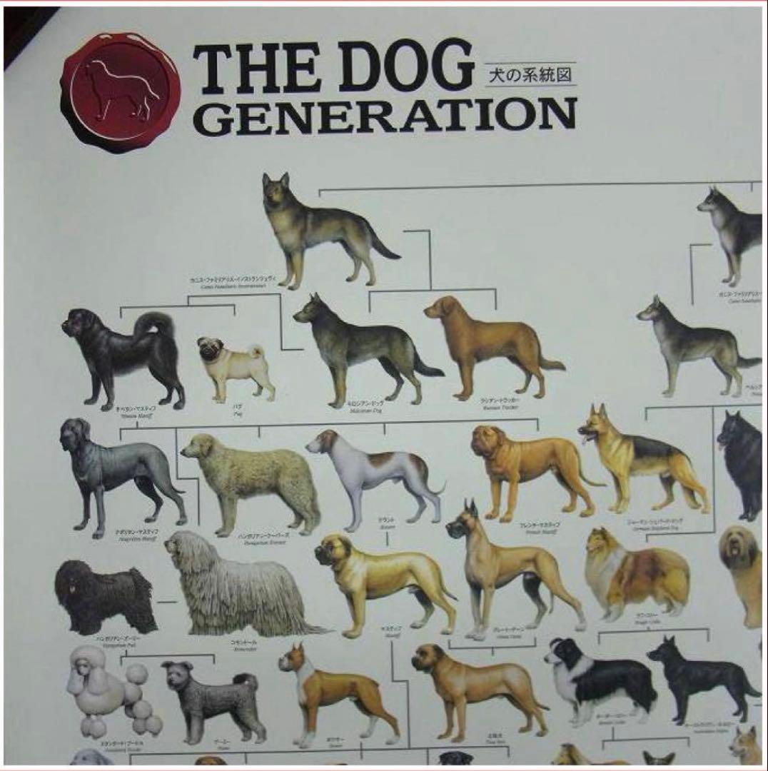 ポスター 犬の系統図 The Dog Generation B1サイズ - メルカリ