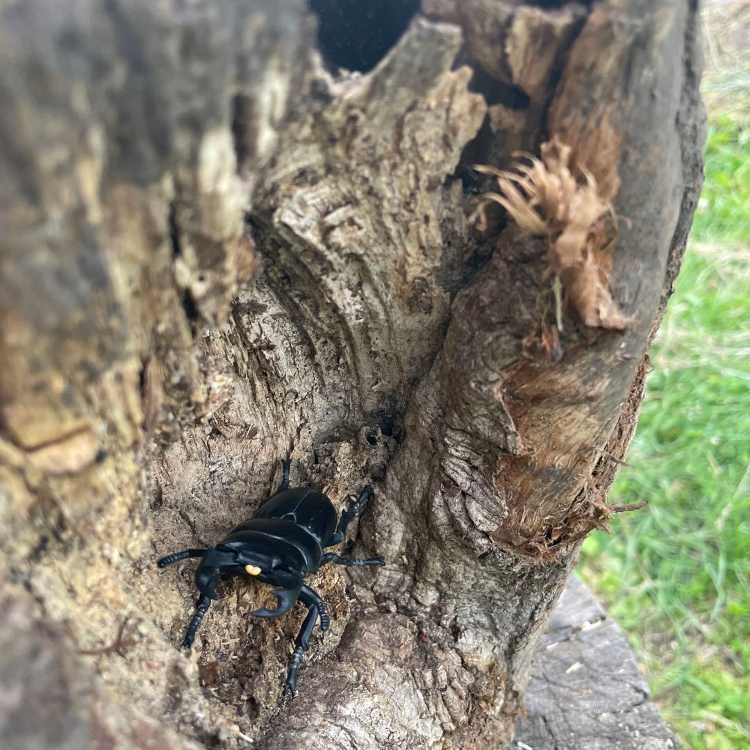 特大クワリウム　樹洞　登り木　エサ台　シェルター