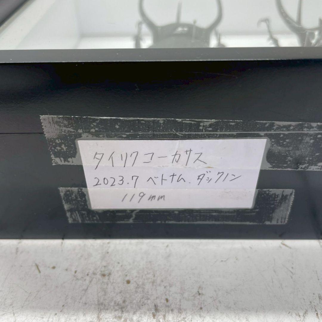 R◇タイリクコーカサス2匹 昆虫標本