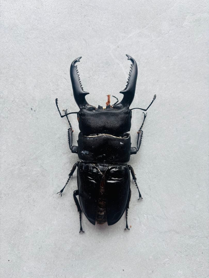 極レア】 パラワンオオヒラタクワガタ 112.9ミリ