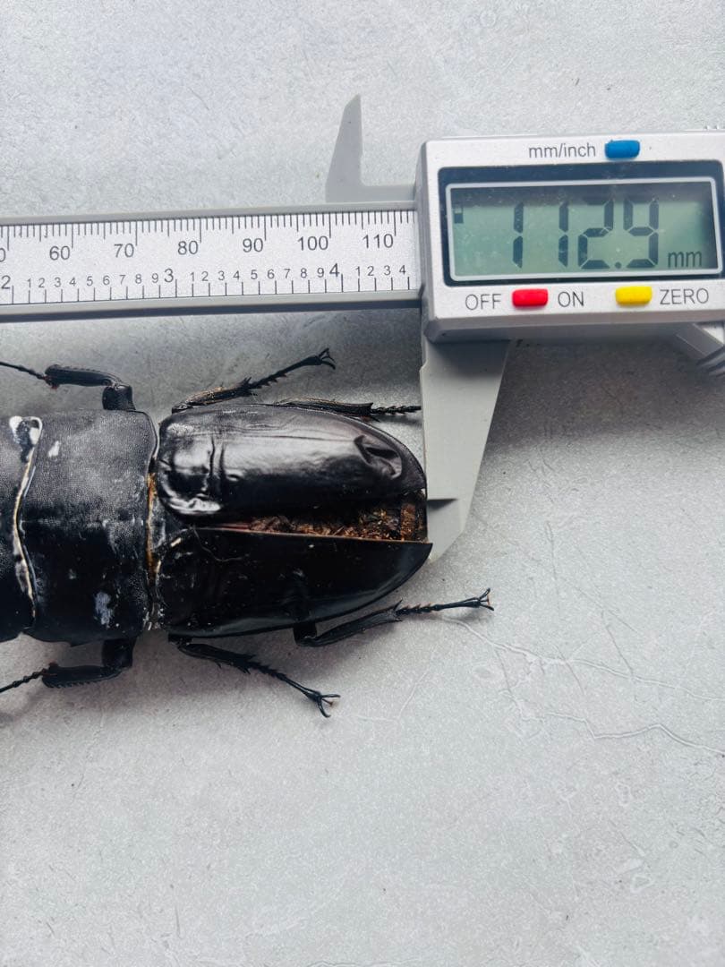 極レア】 パラワンオオヒラタクワガタ 112.9ミリ