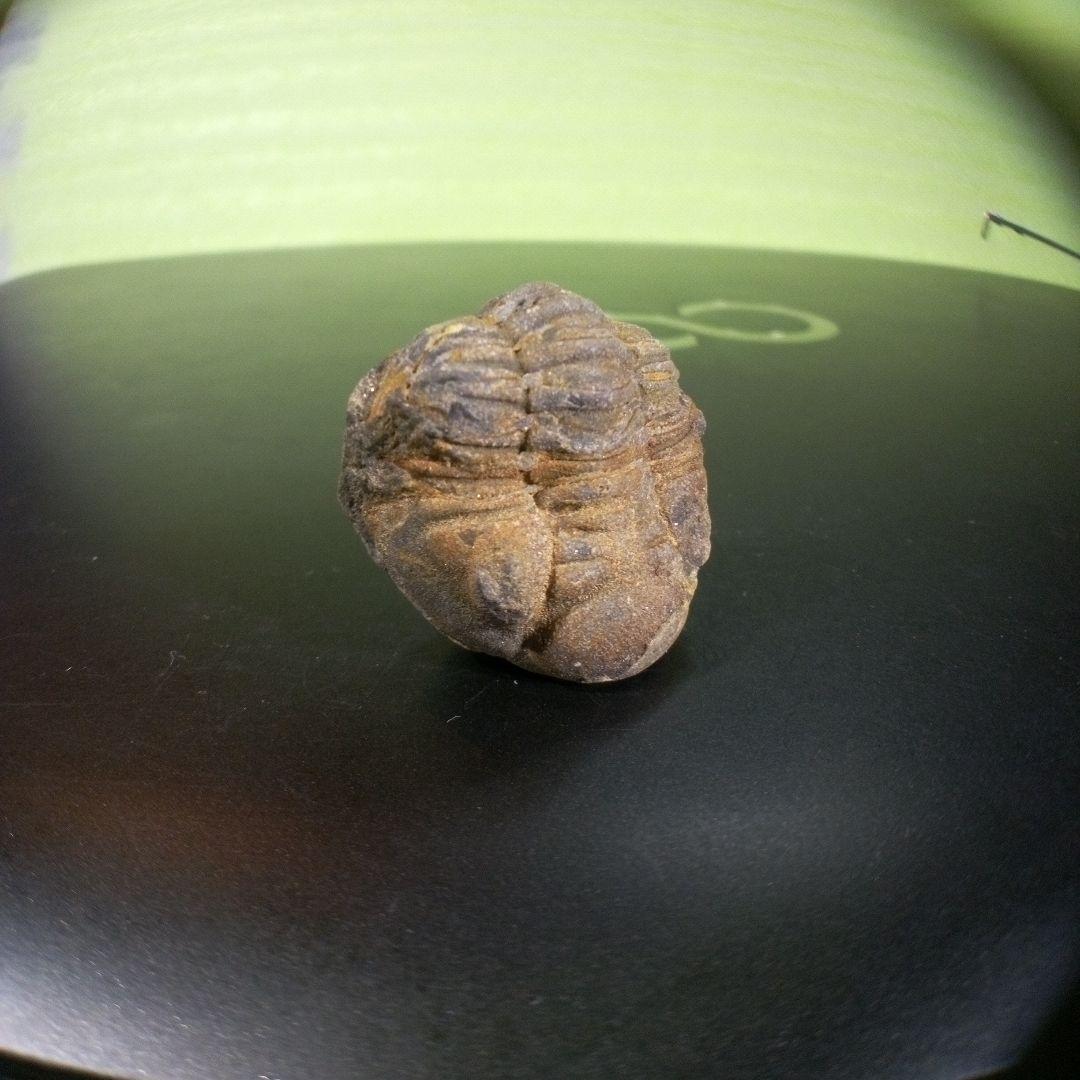 三葉虫 化石 fossil ボリビア産 trilobite 海生動物識別① 【公式通販