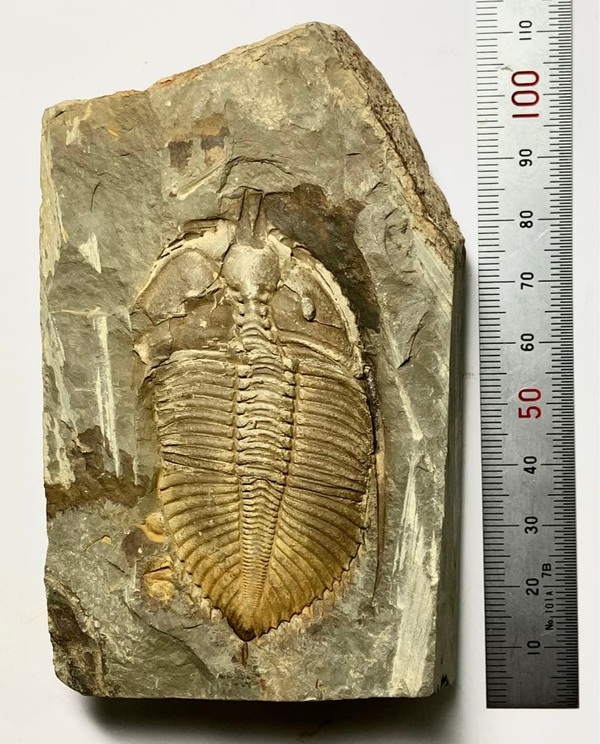 三葉虫 化石 Coronocephalus