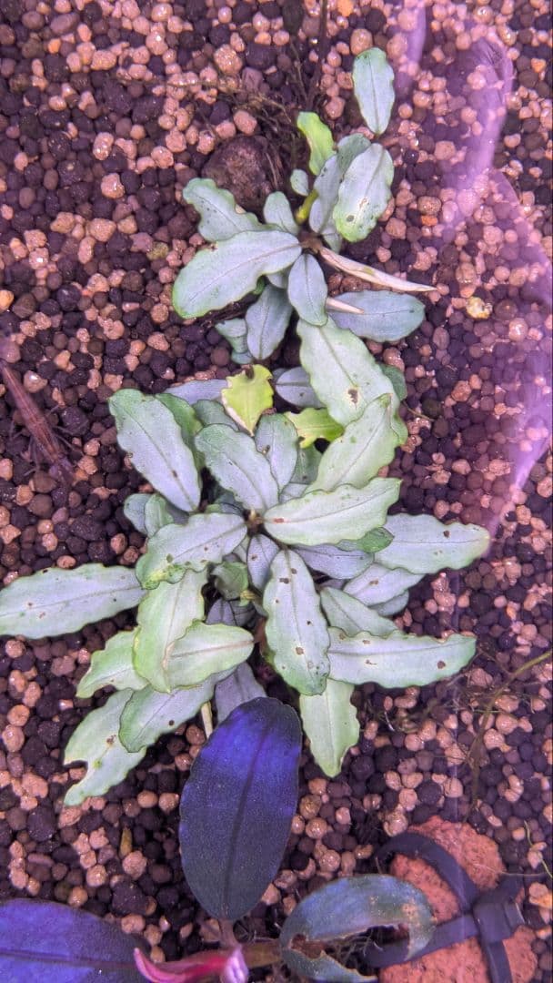 銀葉の最上級】ブセファランドラspオーロラKN便水中葉コケ・スネールなし