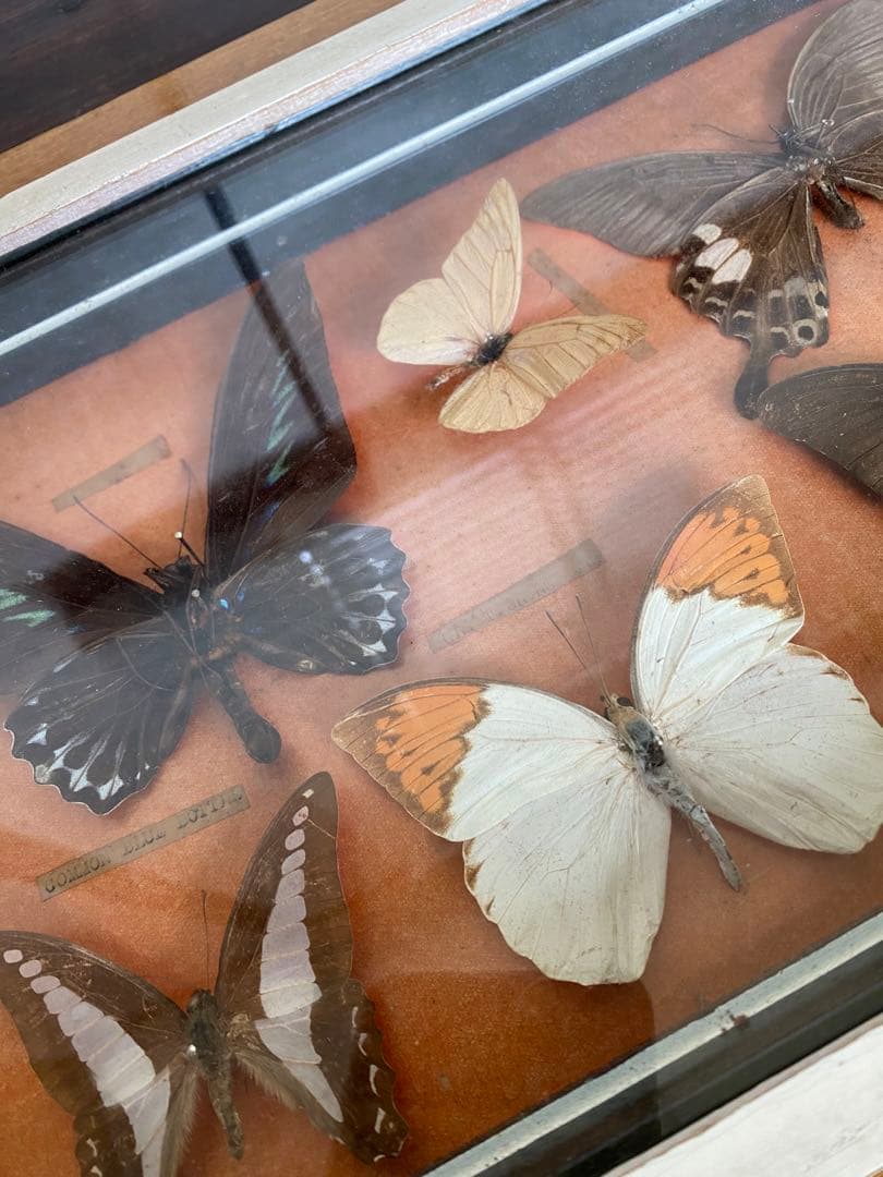 蝶標本 コレクション ヴィンテージ アンティーク 剥製 幻想蝶の標本