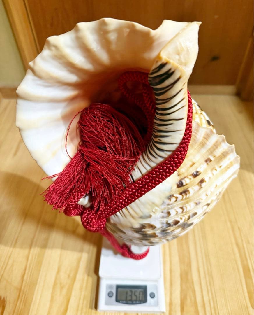 特大42㎝修験道法螺貝　山伏　密教　魔除け　熊よけ❣️ホラガイ　ほら貝　赤紐付き