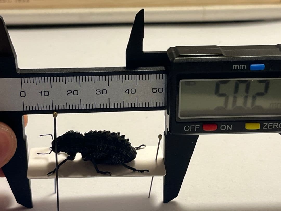 属内最高峰】トゲトゲヘンテコゾウムシ Gagatophorus 標本甲虫