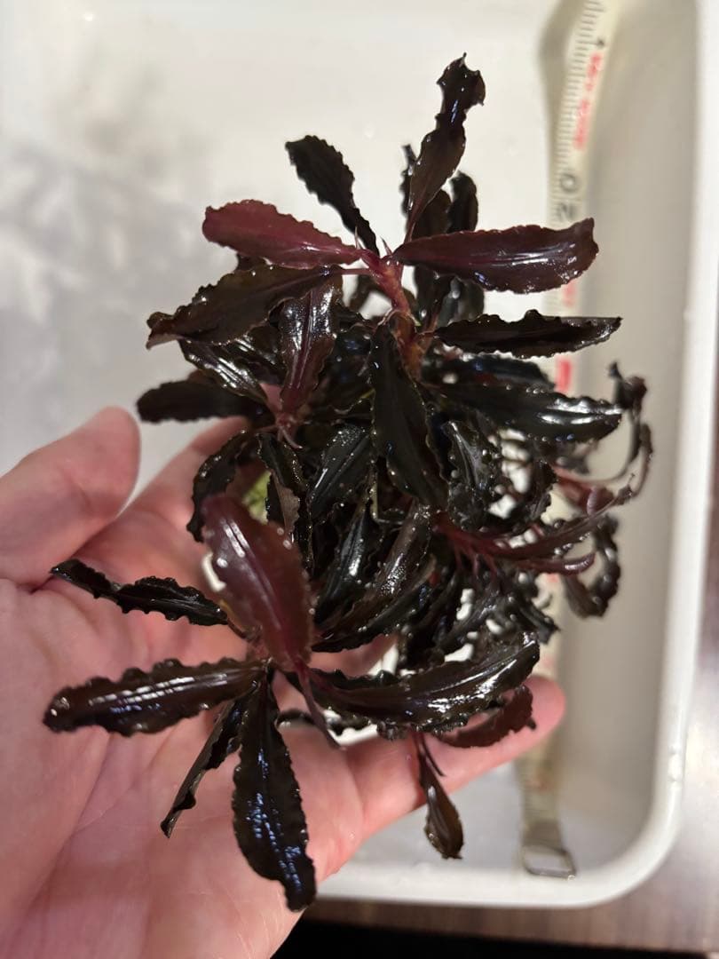 ブセファランドラ クダガン 超特大群生株 ラスト