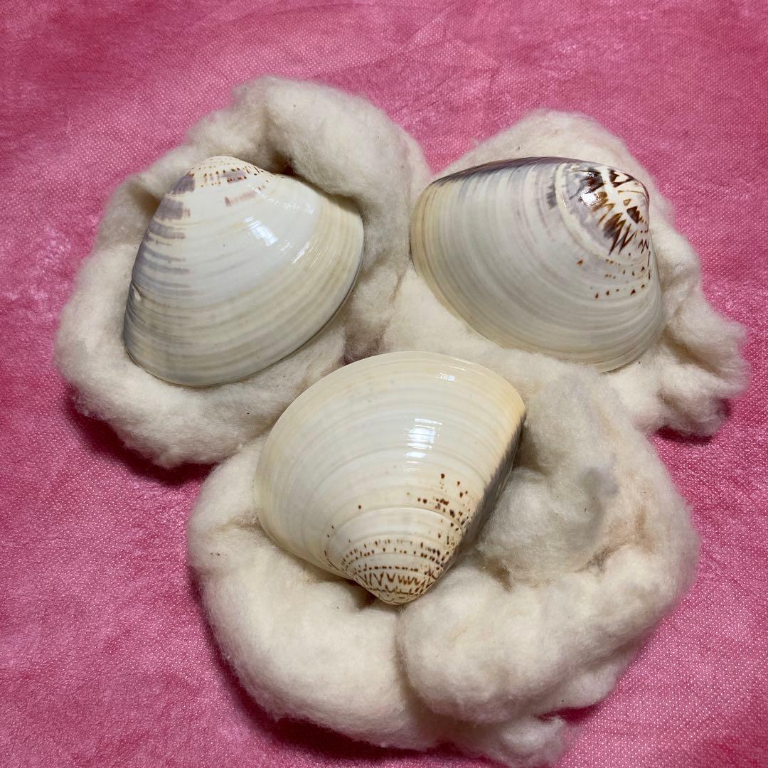 長谷川順三(号東紅) 松竹梅 蛤香合 貝合わせ 3点セット - メルカリ