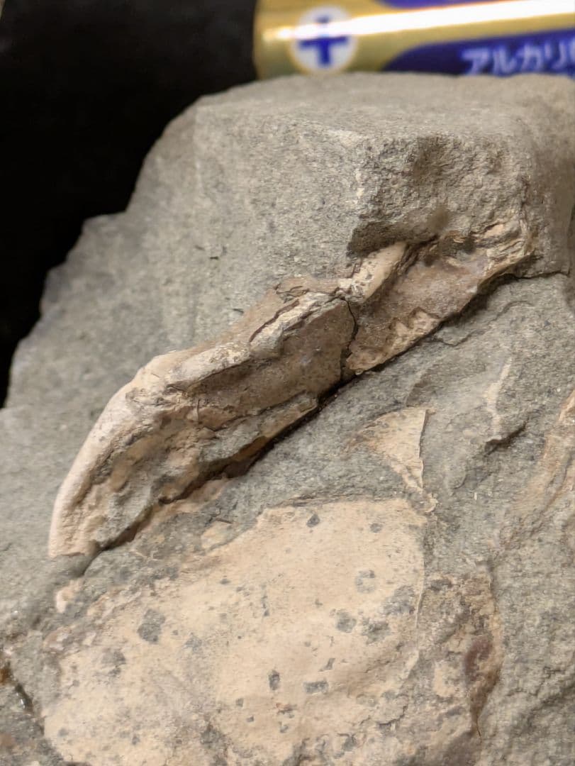 カニ 化石 標本 地学 原石