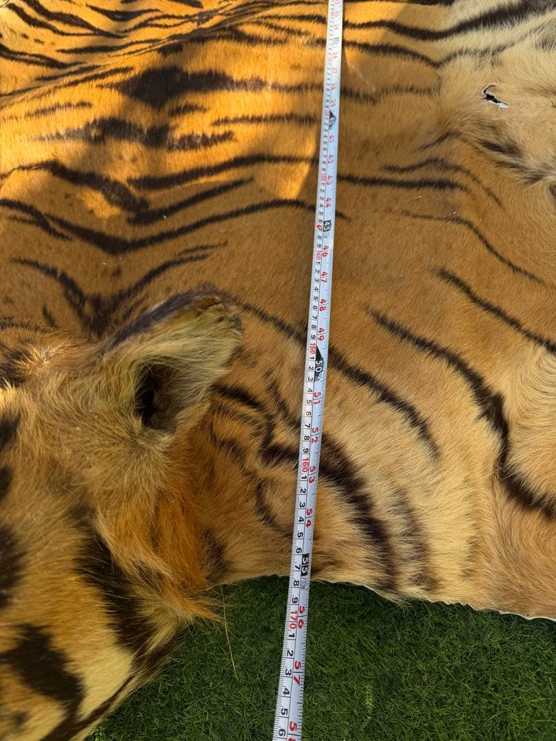 虎 剥製 国際希少野生動植物種登録票付き 虎 剥製 国際希少野生動植物