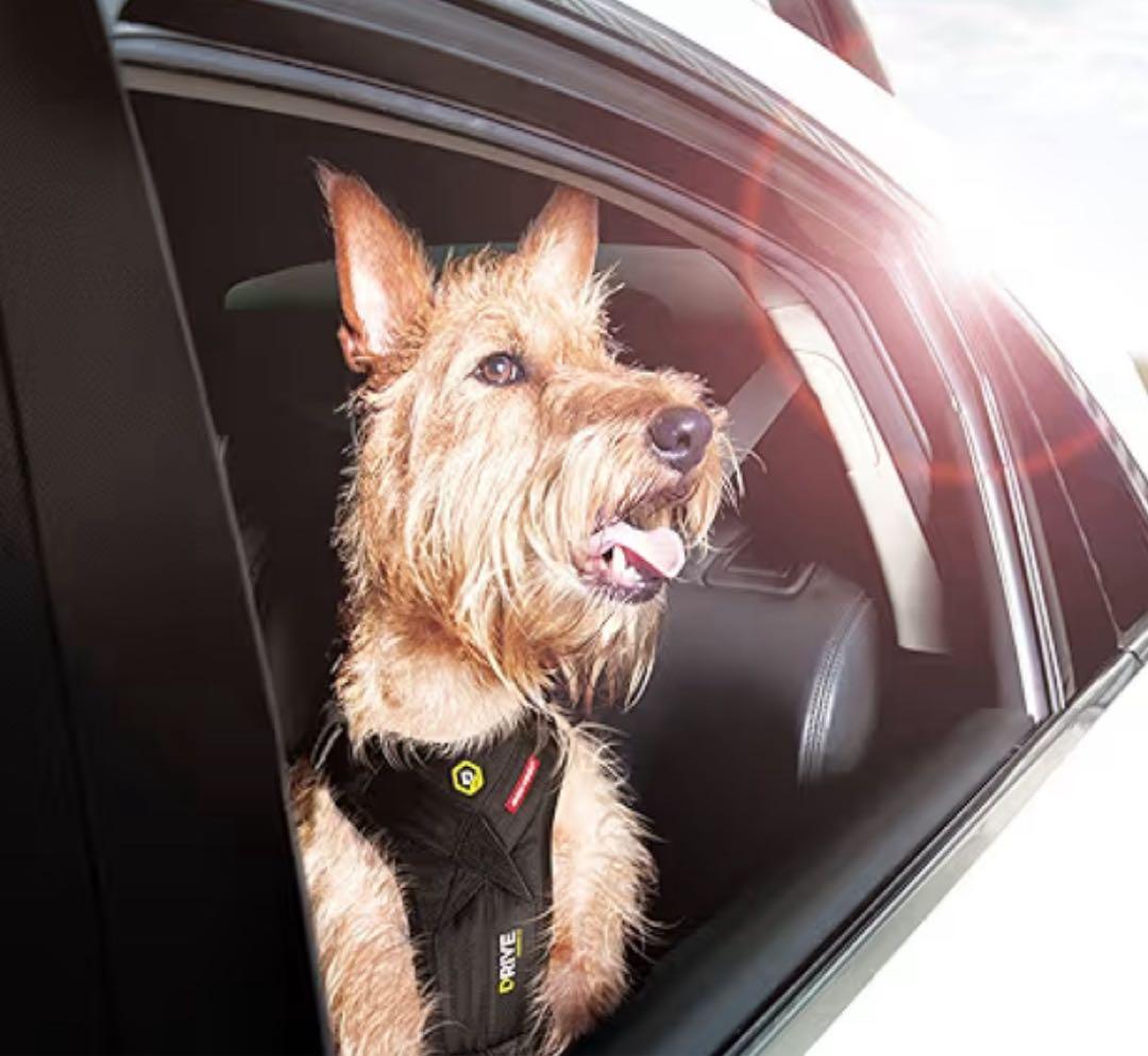 イージードッグ ドライブハーネス S - メルカリ