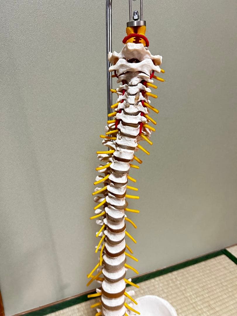 人骨模型　骨格模型　170cm 脊柱模型　70cm