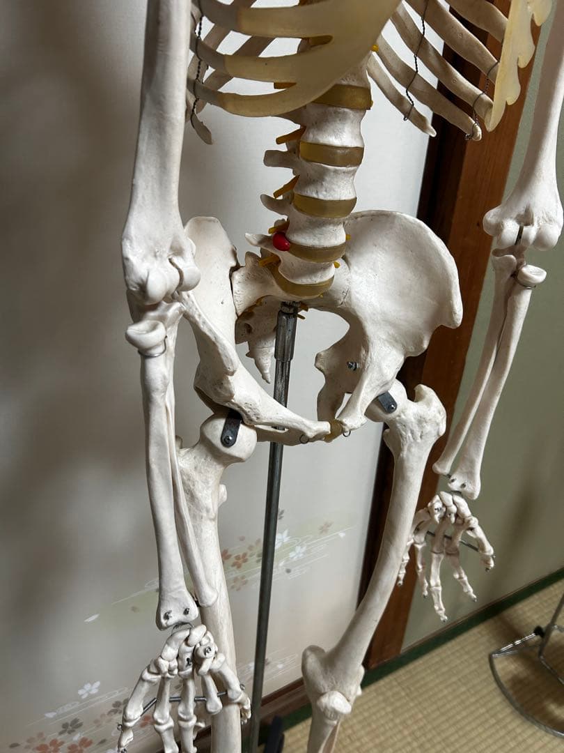 人骨模型　骨格模型　170cm 脊柱模型　70cm