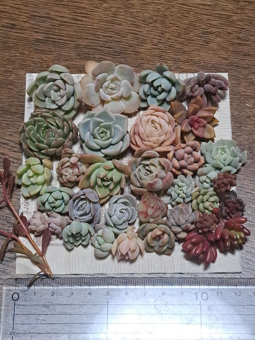 ☆寄せ植えセット➁☆第4種郵便☆月曜日発送予定☆ - メルカリ