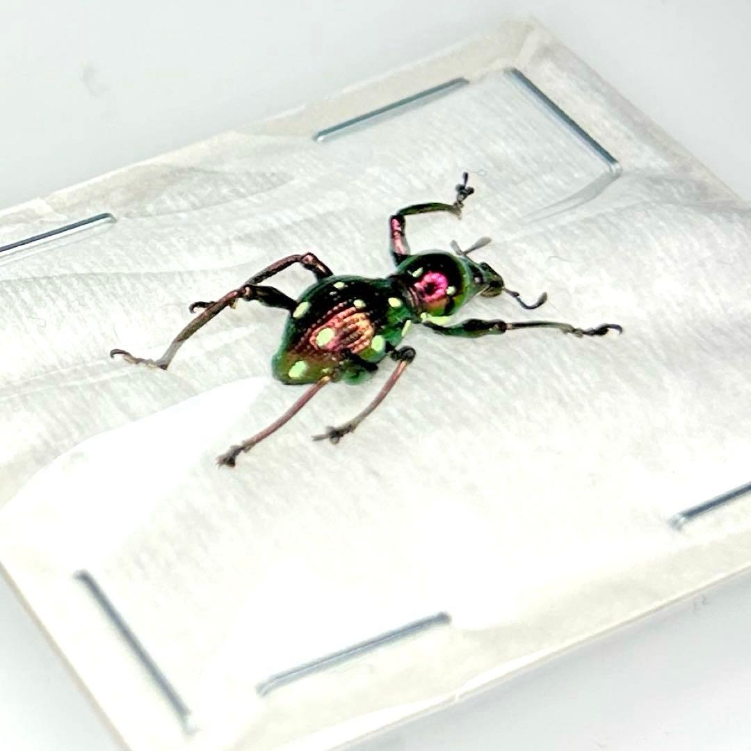 お値下げ終了01113 カタゾウムシ 12頭セットC