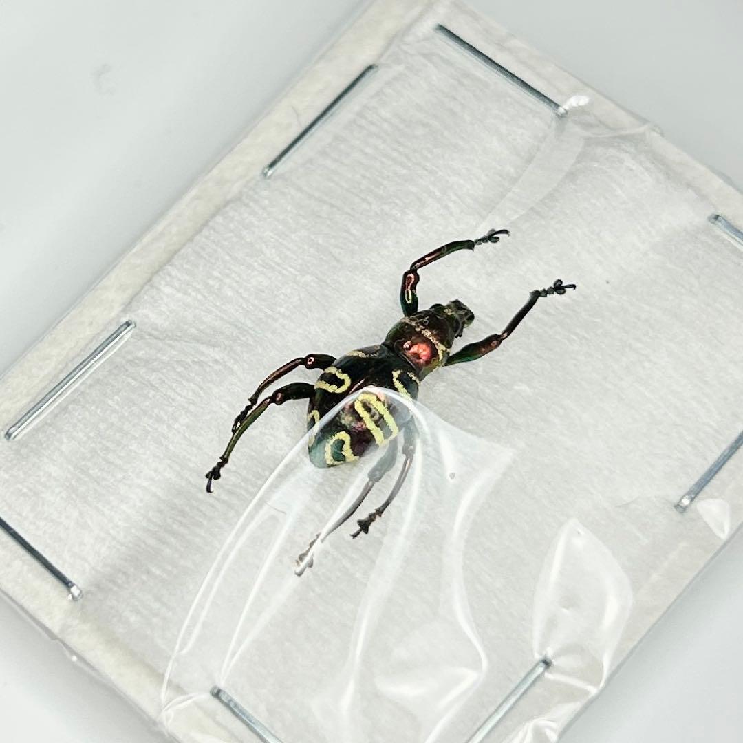 お値下げ終了01113 カタゾウムシ 12頭セットC