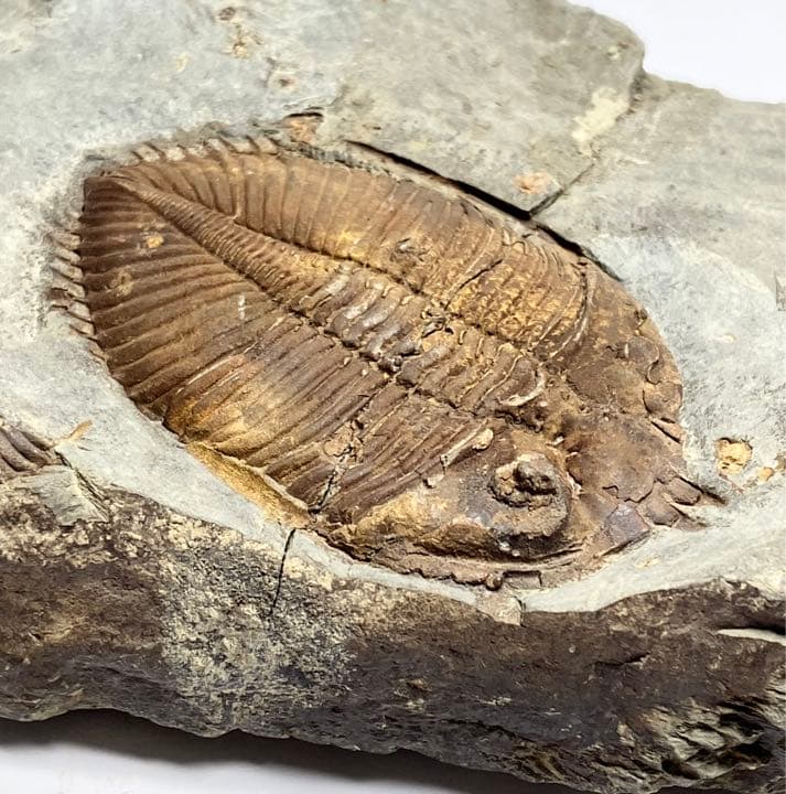 三葉虫 化石 Coronocephalus 三葉虫の化石 三葉虫 化石（母岩付