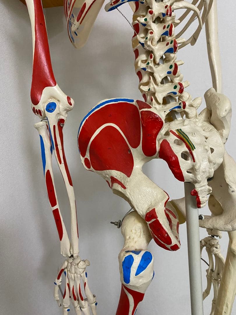 3B Scientific 人体骨格模型 直立型スタンド仕様