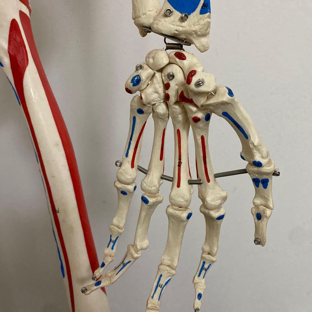 3B Scientific 人体骨格模型 直立型スタンド仕様