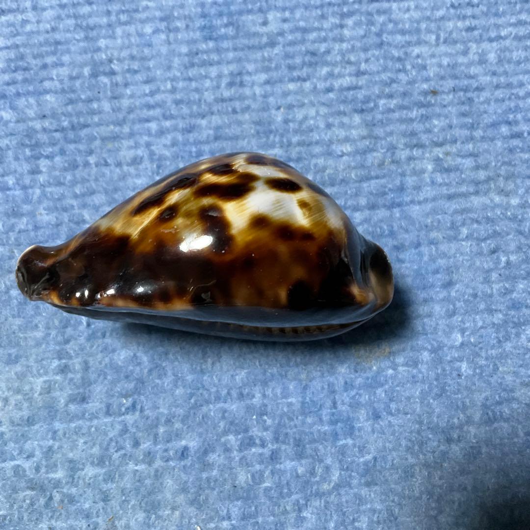 ナガクロガネダカラ【貝殻・タカラガイ】