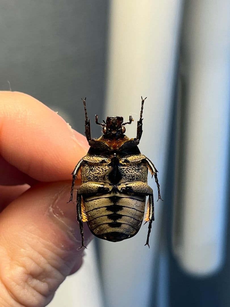 ヒョウモンアヤヒシムネハナムグリ 標本 カナブン プラチナコガネ