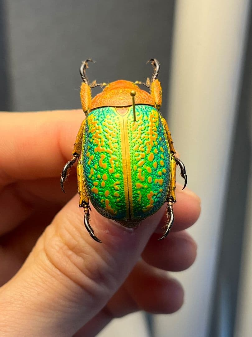 31mm】ヴィクトリナウグイスコガネ プラチナコガネ 標本 カナブン