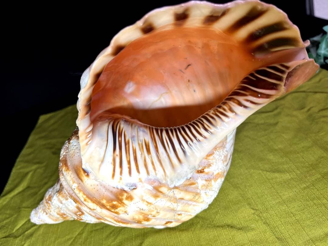 法螺貝　ホラ貝　大きさ約28cm 前後 ホラガイ　ほら貝 法螺貝 ホラ貝 大きさ約28cm 前後 ホラガイ ほら貝