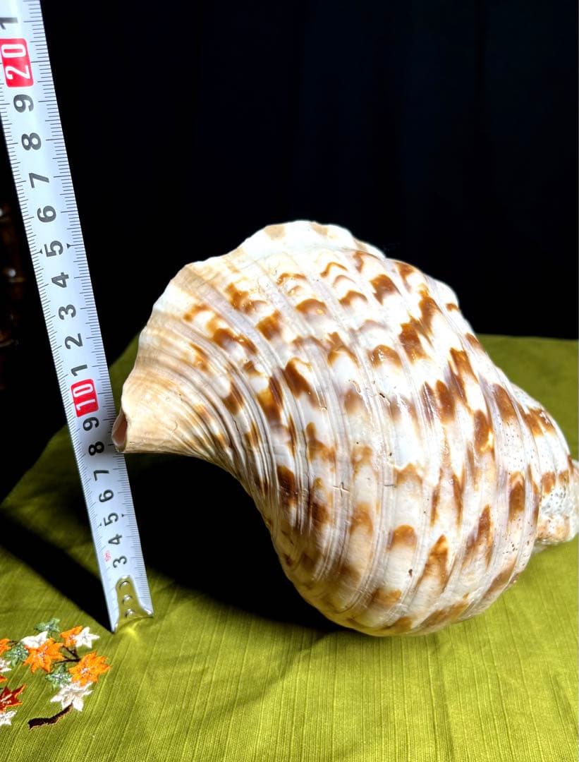法螺貝 ホラ貝 大きさ約28cm 前後 ホラガイ ほら貝