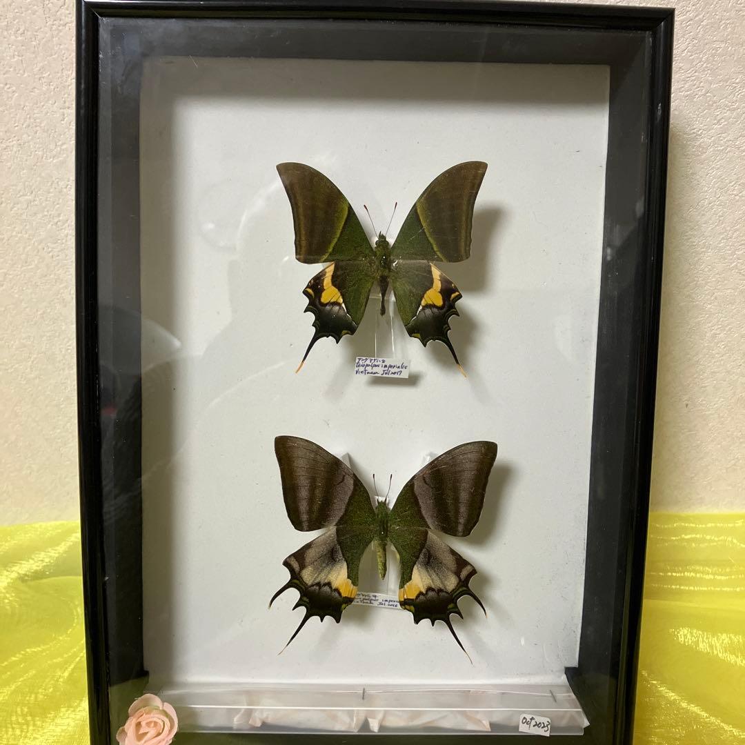 楽天市場】昆虫 採集 セットの通販 クワガタ採集セット 蛍光ピンク