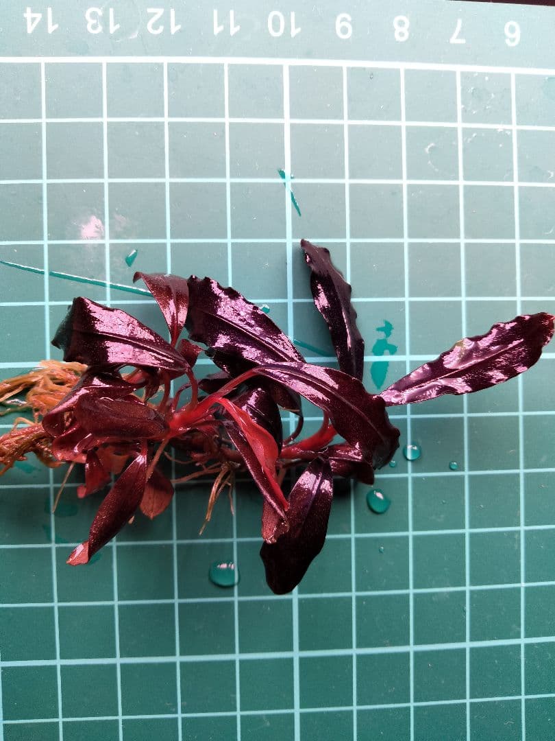 ブセファランドラsp. ブラウニーゴースト2011ー201