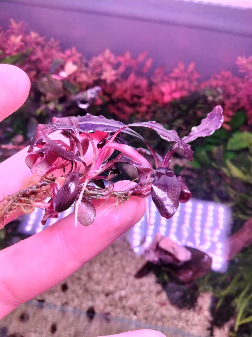 ブセファランドラsp. ブラウニーゴースト2011ー201