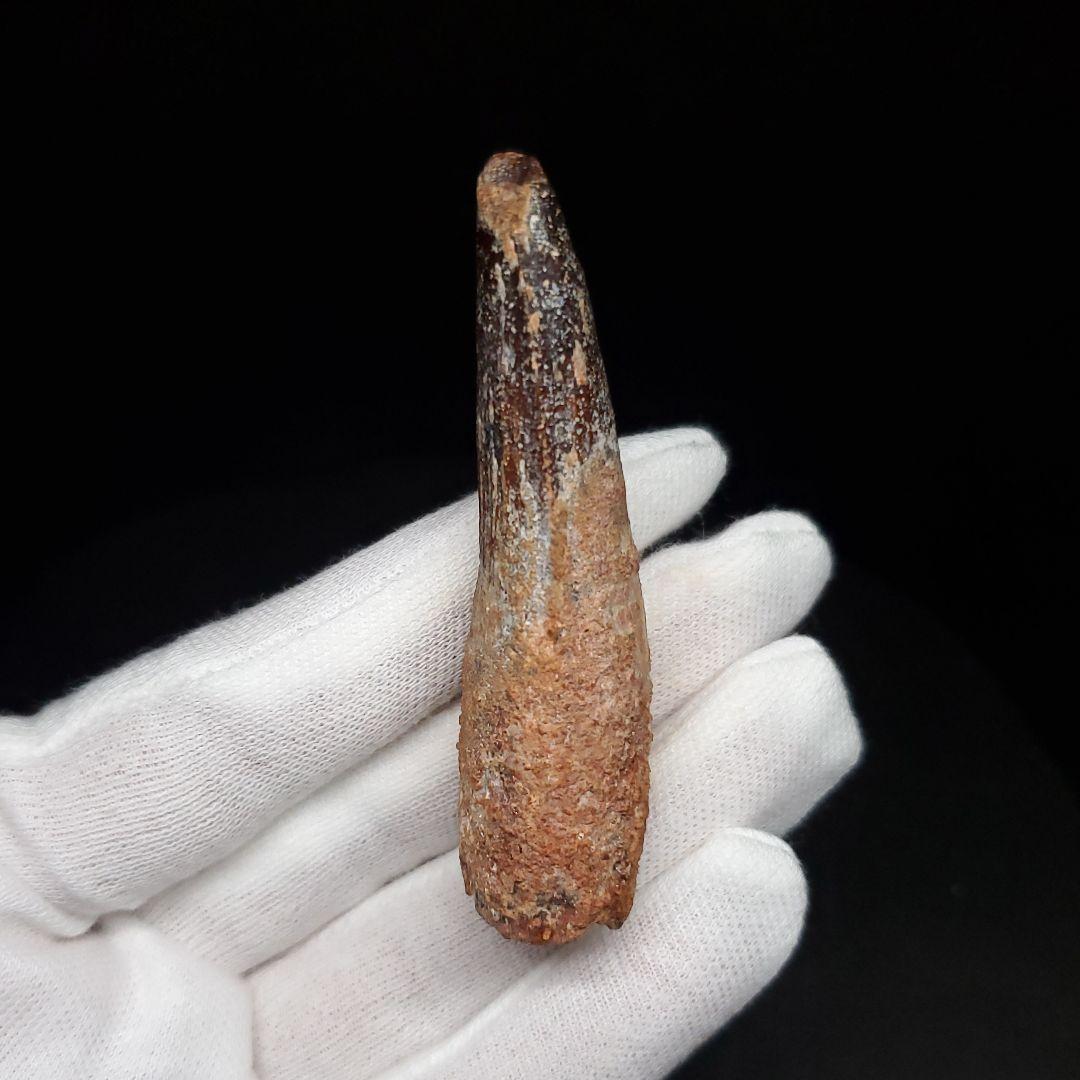 スピノサウルス 本物 モロッコ産 61.64mm  sp476