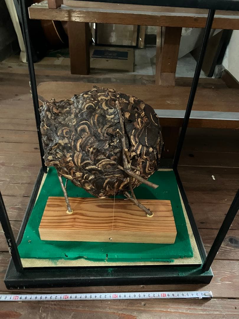 スズメバチの巣 42✖️54 標本