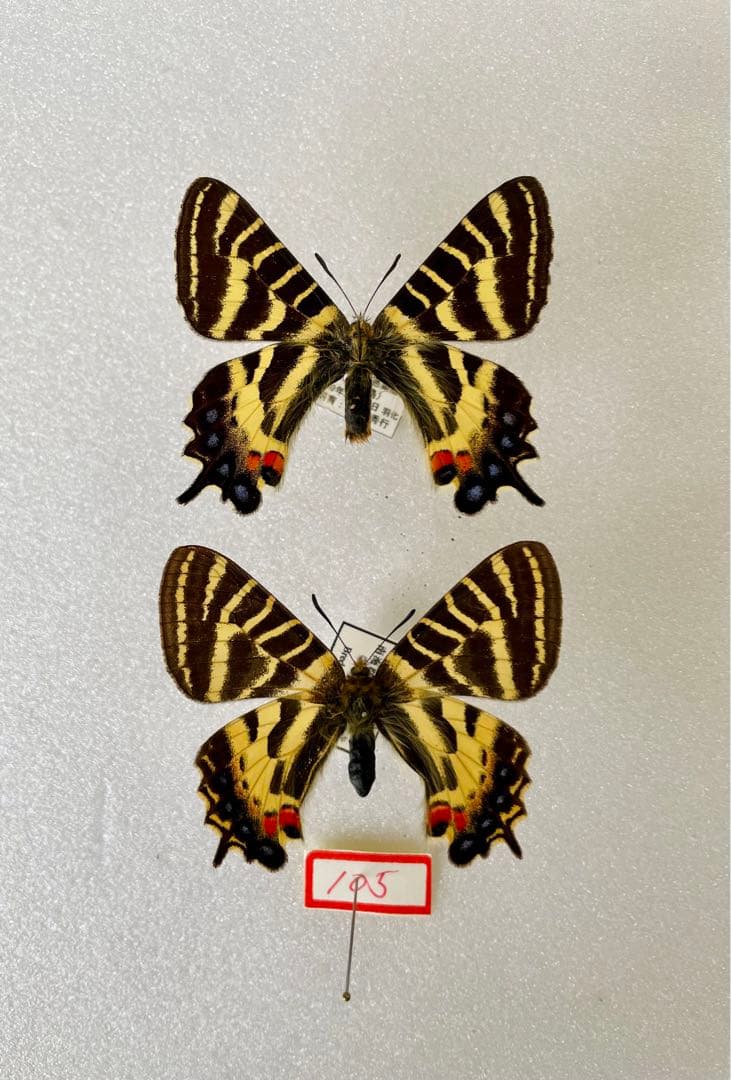 韓国ヒメギフチョウ（ペア、飼育品） 韓国ヒメギフチョウ（ペア、飼育品） 韓国ヒメギフチョウ（ペア、飼育