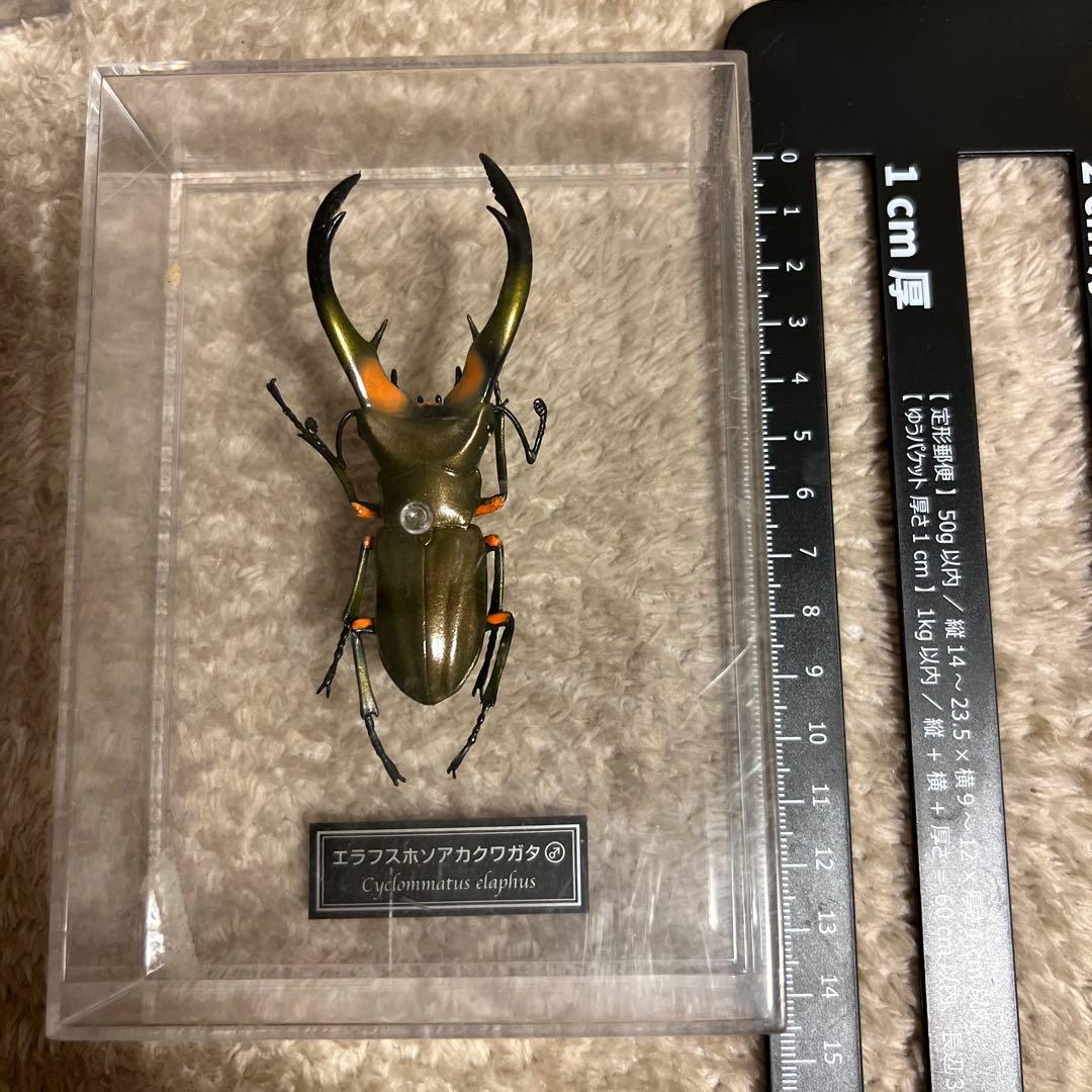 現品限り】パルナシウス・ウィスコッティ（1メス・スウェーデン産