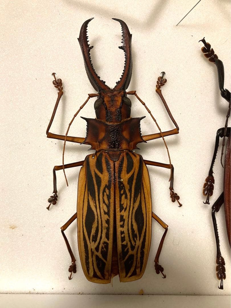 M*S様 特大 オオキバウスバカミキリ 標本 157ミリ 難アリ