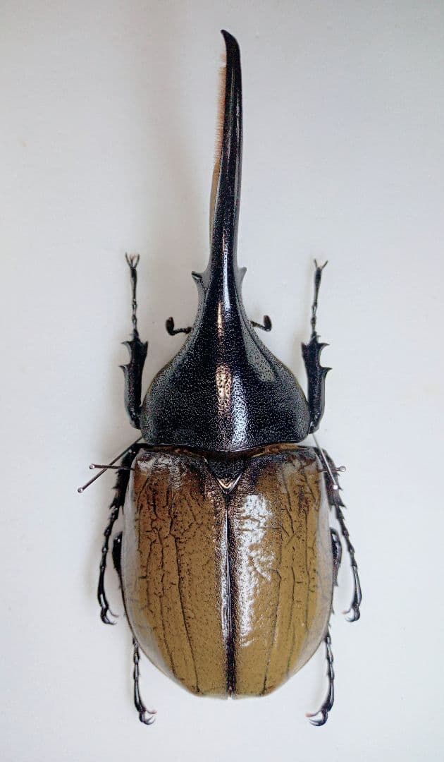 異常型】パルナシウス・アポロ・ウィスコッティ（1オス、スウェーデン産）