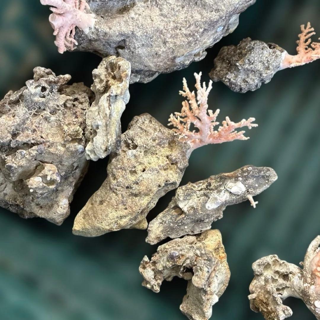 《岩礁 珊瑚礁　貝殻》海の役者達大量セット　アワビ　テングニシ貝　ヤツシロ貝