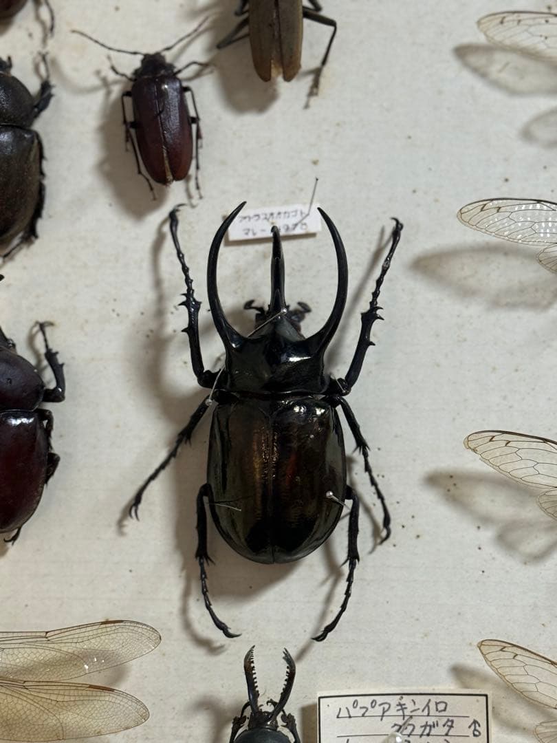 クワガタ セミ 蜻蛉など23点 昆虫標本 ケース入 送料込み250927