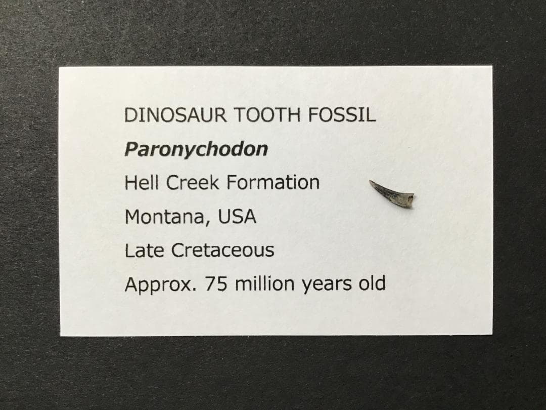 パロニコドン [DS352] 化石 恐竜の歯