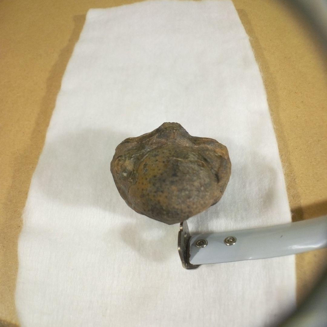 三葉虫 化石 三葉虫化石 究極のレトロ fossil ボリビア産 化石管理番号⑪