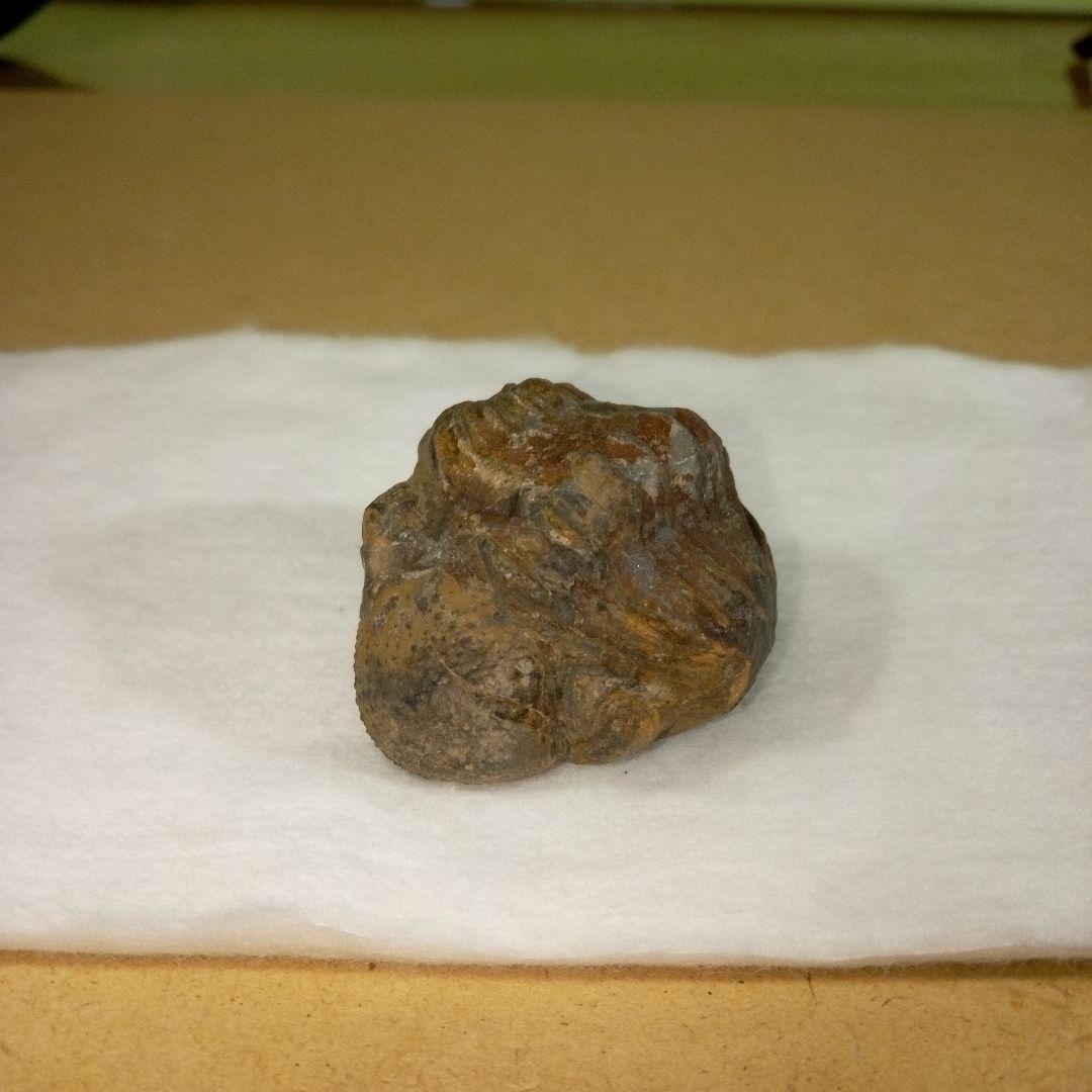 三葉虫 化石 三葉虫化石 究極のレトロ fossil ボリビア産 化石管理番号⑪