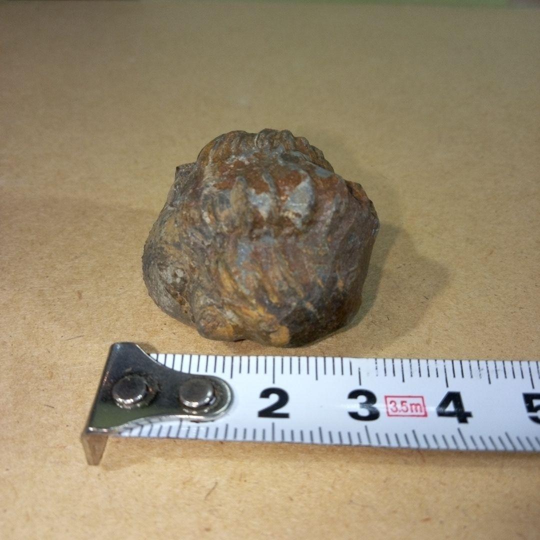 三葉虫 化石 三葉虫化石 究極のレトロ fossil ボリビア産 化石管理番号⑪