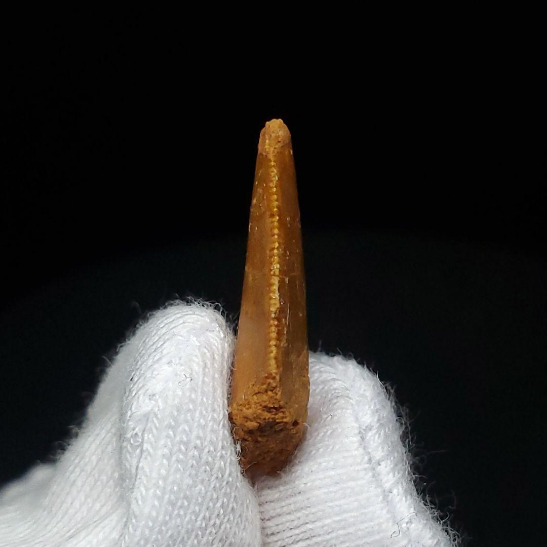 美品 ラプトル 化石 歯 恐竜 本物 モロッコ産 19.82mm fra4